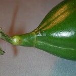 Anemopaegma chrysoleucum Fruchs