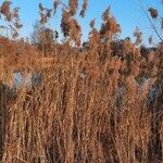 Phragmites australis عادت