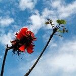 Erythrina caffra Floare