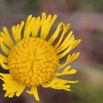 Helenium pinnatifidum Flower