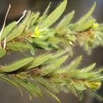 Eriosema crinitum Leaf