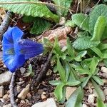 Gentiana angustifolia Habitus