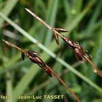 Carex pulicaris फूल