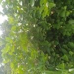 Nauclea latifolia 葉