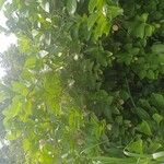 Nauclea latifolia Folio