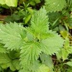 Urtica dioica Ліст