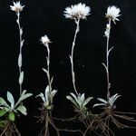 Anaphalioides papuana Hábito