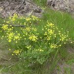 Lomatium triternatum Συνήθη χαρακτηριστικά