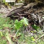 Philodendron bipinnatifidumFolio