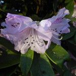 Rhododendron coeloneurum