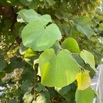 Cercis siliquastrumList