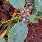 Miconia crenata Leaf