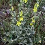 Verbascum undulatum 花