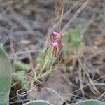 Pistorinia hispanica Flower
