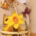 Narcissus jonquilla Fiore