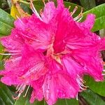 Rhododendron arboreum Õis