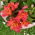 Alstroemeria ligtuLorea