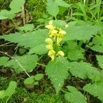 Lamium galeobdolon 形態