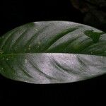 Philodendron schottii Folha