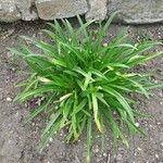 Agapanthus umbellatusLeht