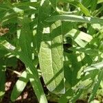 Echium plantagineum Leaf