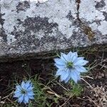 Nigella damascenaKukka