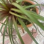 Tillandsia guatemalensis Frunză