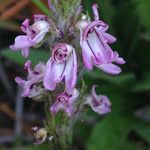 Pedicularis attollens