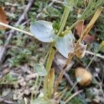 Blackstonia perfoliata 葉
