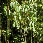 Miconia punctata Habit