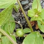 Lysimachia arvensis Frucht