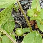 Lysimachia arvensis Fruto