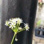 Allium tuberosum ফুল