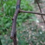 Sophora davidi Bark