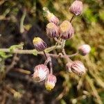 Nidorella aegyptiaca फूल