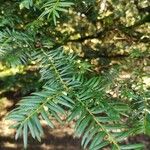 Taxus brevifolia Leaf