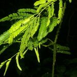 Senegalia hayesii Leaf