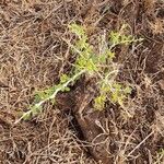 Faidherbia albida Blatt