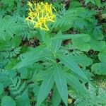 Senecio ovatus Blatt