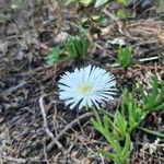 Lampranthus multiradiatus Kvet