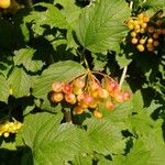 Viburnum opulusMeyve