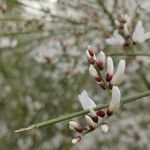 Genista monosperma Flor