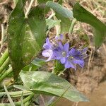 Pontederia hastata عادت