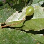 Rinorea hummelii Leaf