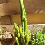 Acanthocereus tetragonus Habit