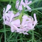 Saponaria officinalis Květ