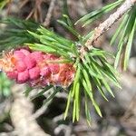 Pinus banksiana Květ