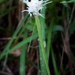 Carex baldensis 花