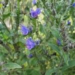 Echium vulgareКвітка