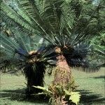 Cycas pectinata Folha